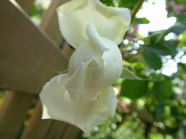 ż�Ļ���ż��Ժ��