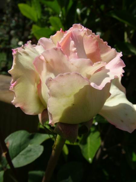 ż�Ļ���ż��Ժ��