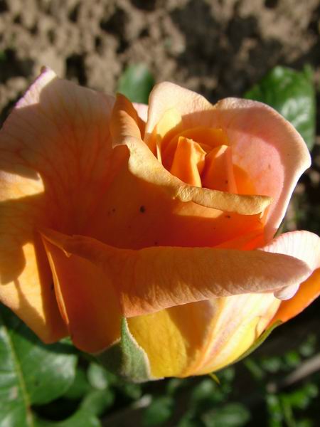 ż�Ļ���ż��Ժ��