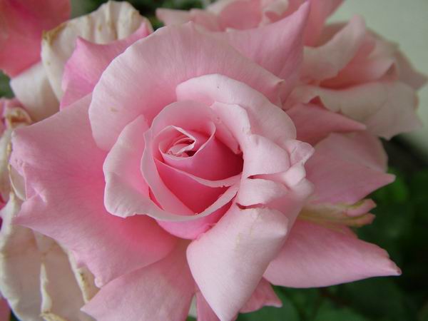 ż�Ļ���ż��Ժ��