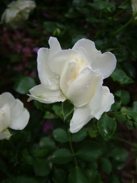 ż�Ļ���ż��Ժ��