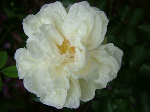 ż�Ļ���ż��Ժ��