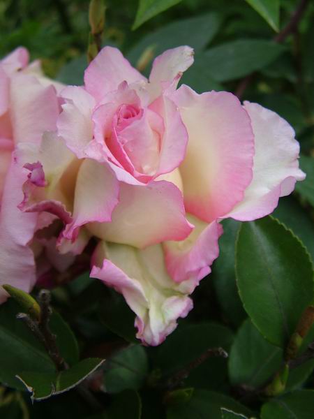 ż�Ļ���ż��Ժ��