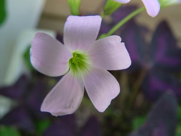 ż�Ļ���ż��Ժ��