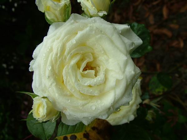 ż�Ļ���ż��Ժ��