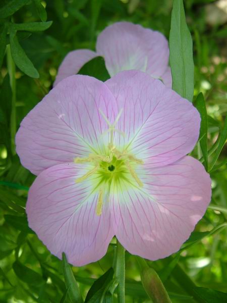 ż�Ļ���ż��Ժ��