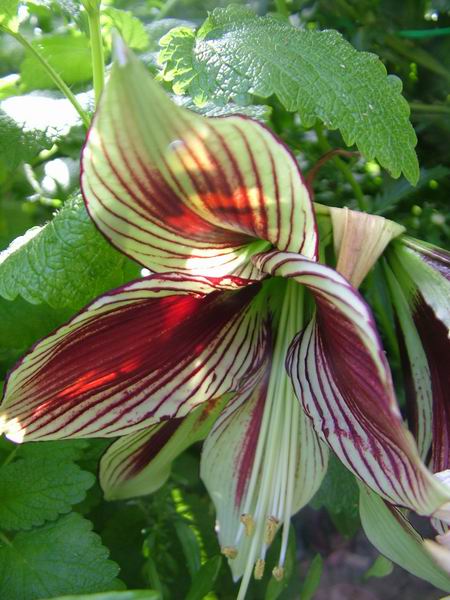 ż�Ļ���ż��Ժ��