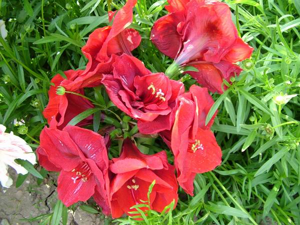 ż�Ļ���ż��Ժ��