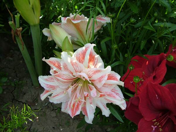 ż�Ļ���ż��Ժ��