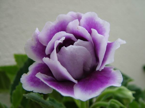 ż�Ļ���ż��Ժ��