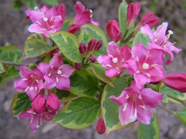 ż�Ļ���ż��Ժ��