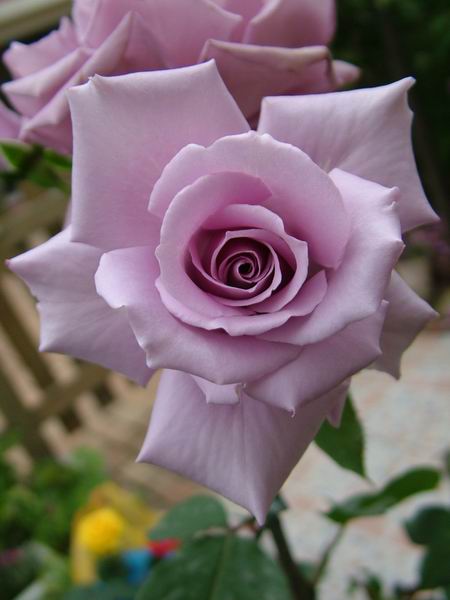 ż�Ļ���ż��Ժ��