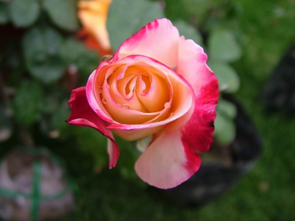 ż�Ļ���ż��Ժ��