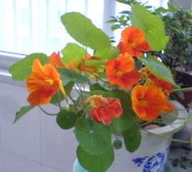 �ҵĺ�������С���ˣ����ѿ����ˣ�