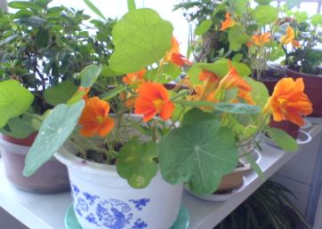 �ҵĺ�������С���ˣ����ѿ����ˣ�