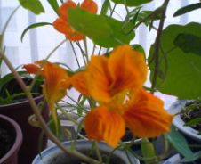 �ҵĺ�������С���ˣ����ѿ����ˣ�