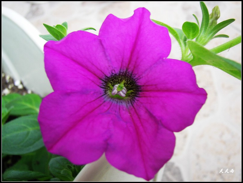 �Ź���ţ���������