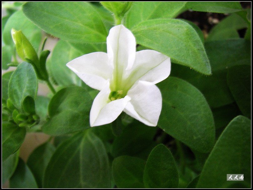 �Ź���ţ���������