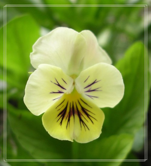 ��è����