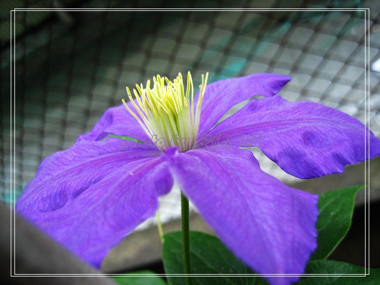 �����˵�������(������ɫ)