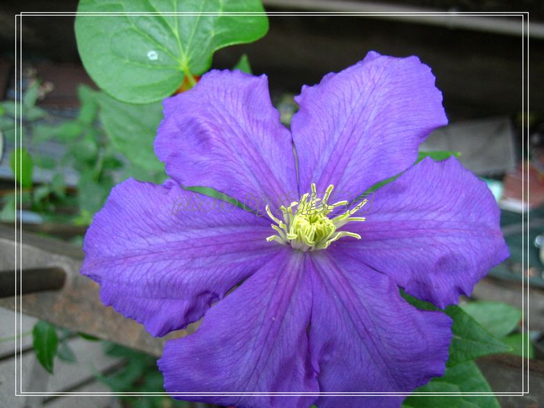 �����˵�������(������ɫ)