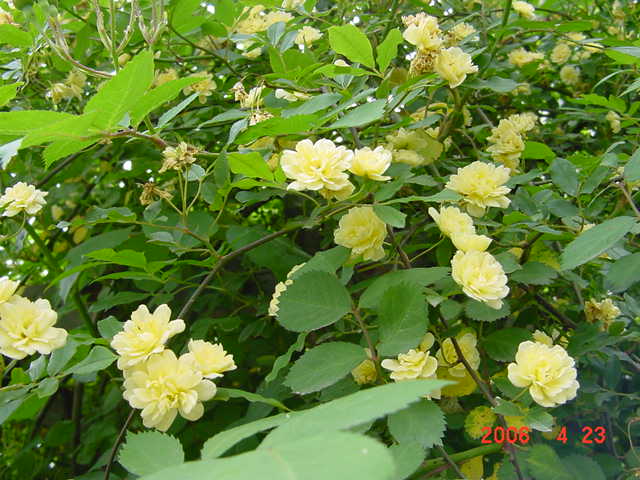 ����СԺ����P12 ���ٺ�����