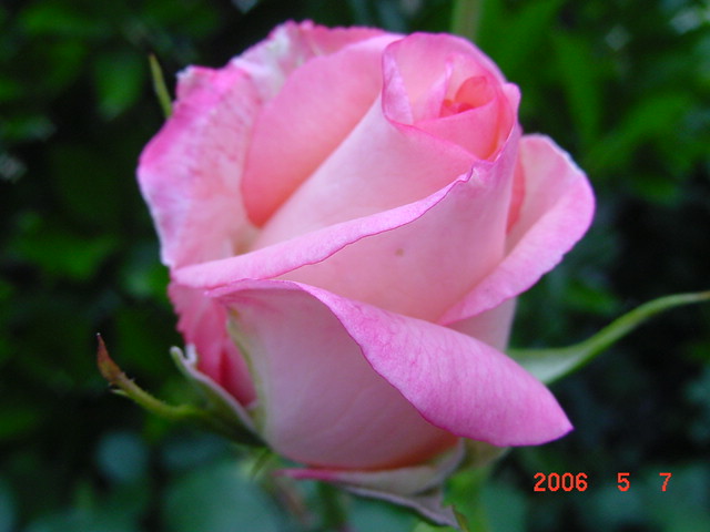 ����СԺ����P12 ���ٺ�����