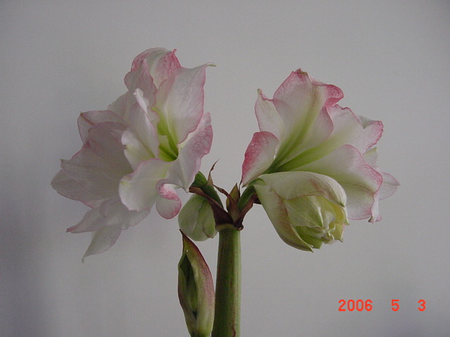 ����СԺ����P12 ���ٺ�����