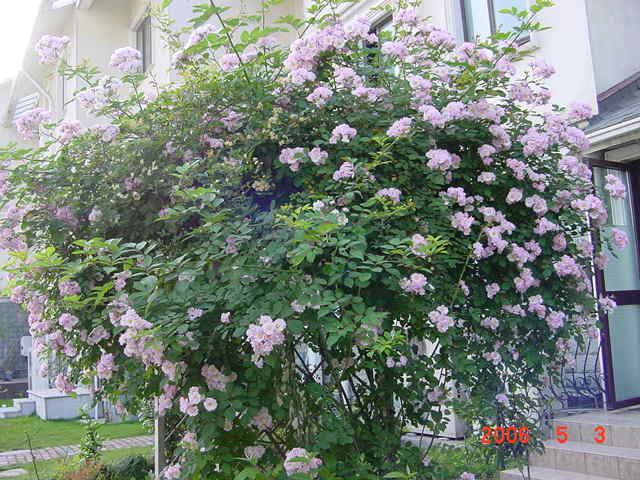 ����СԺ����P12 ���ٺ�����