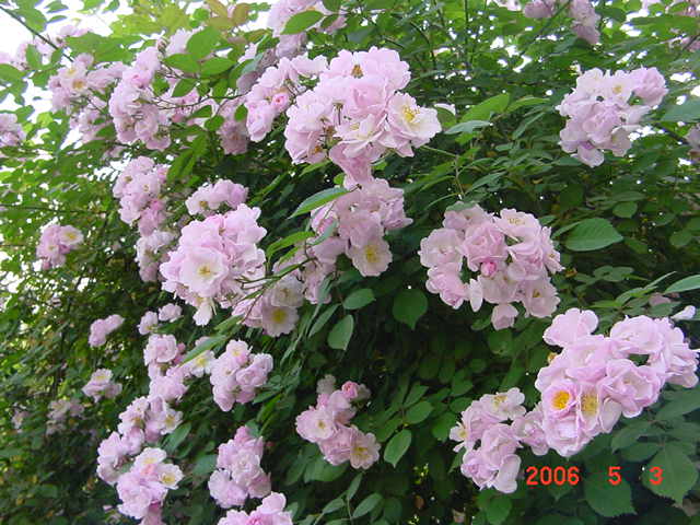 ����СԺ����P12 ���ٺ�����