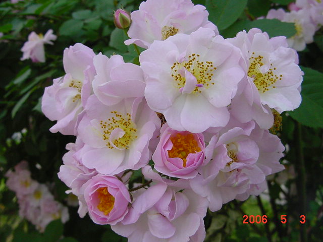 ����СԺ����P12 ���ٺ�����