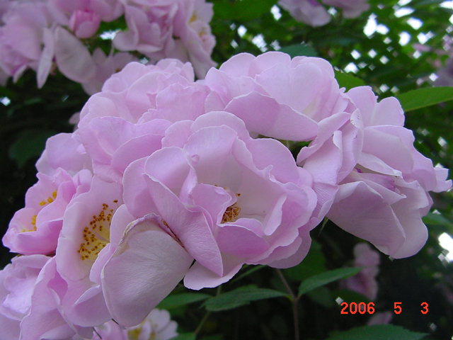 ����СԺ����P12 ���ٺ�����