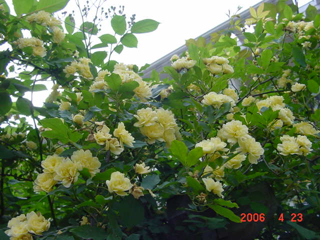 ����СԺ����P12 ���ٺ�����