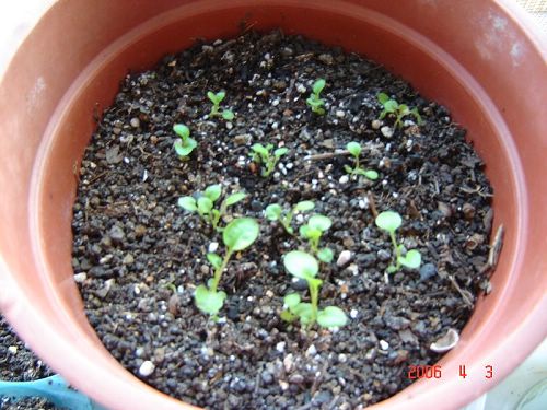 �Ҵ��������մ�����ţ