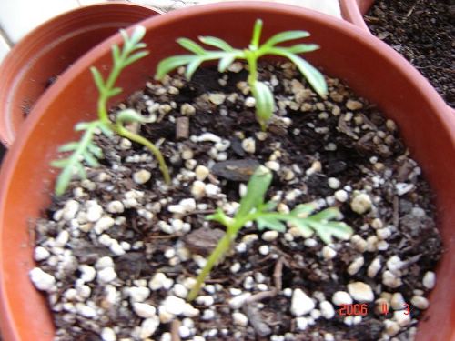 �Ҵ��������մ�����ţ