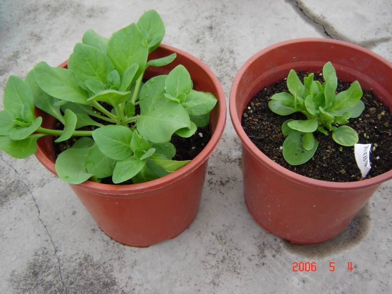 �Ҵ��������մ�����ţ