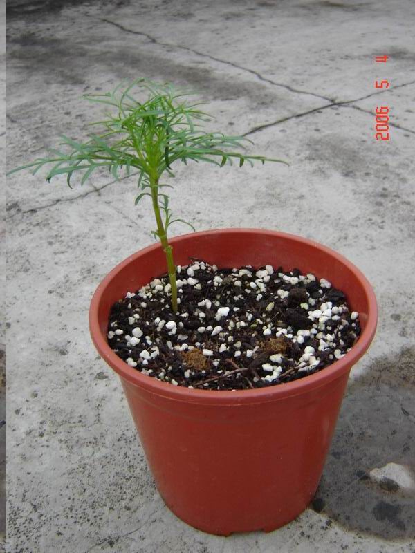 �Ҵ��������մ�����ţ