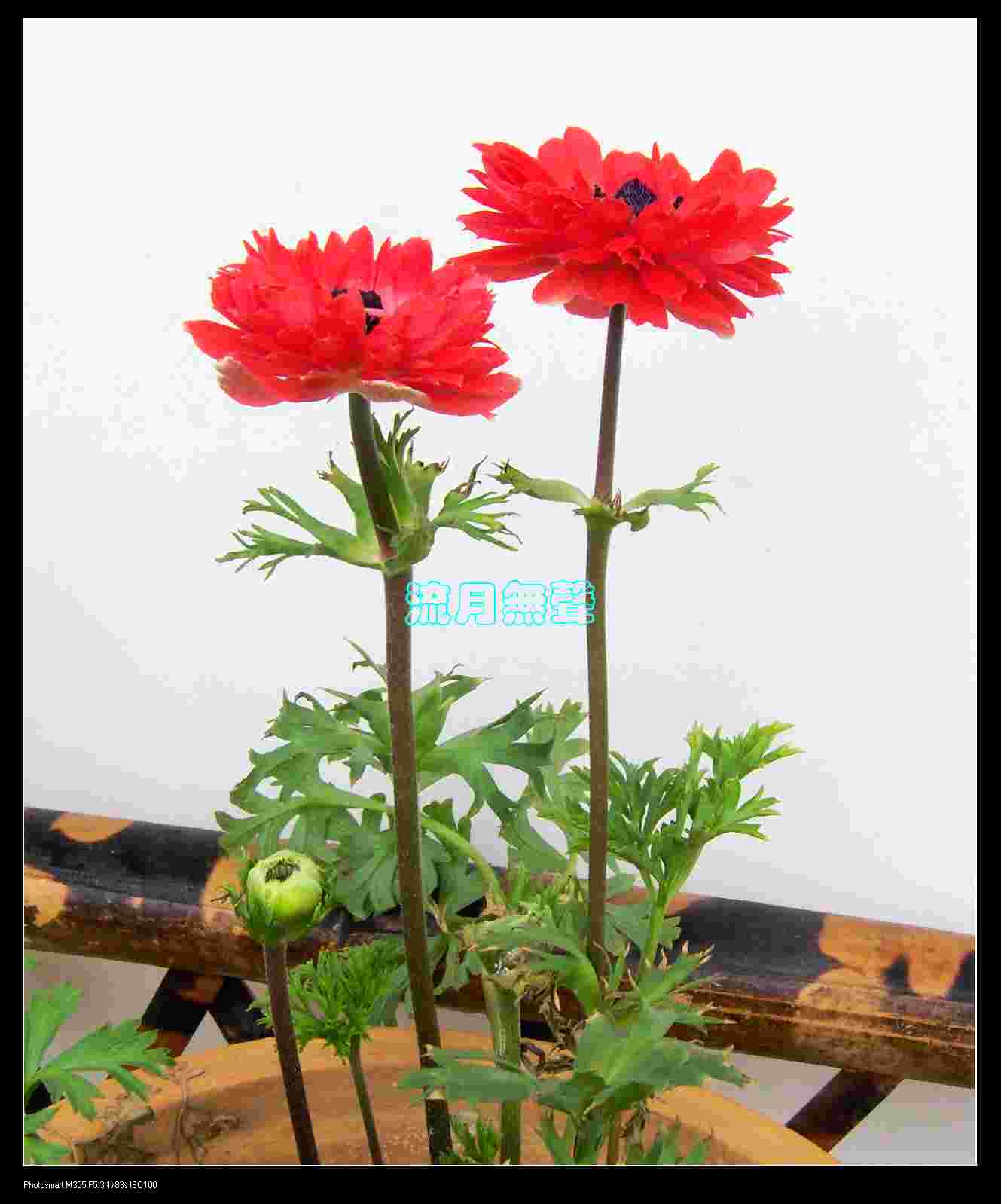 [ԭ��]�ҼҵĻ���----������