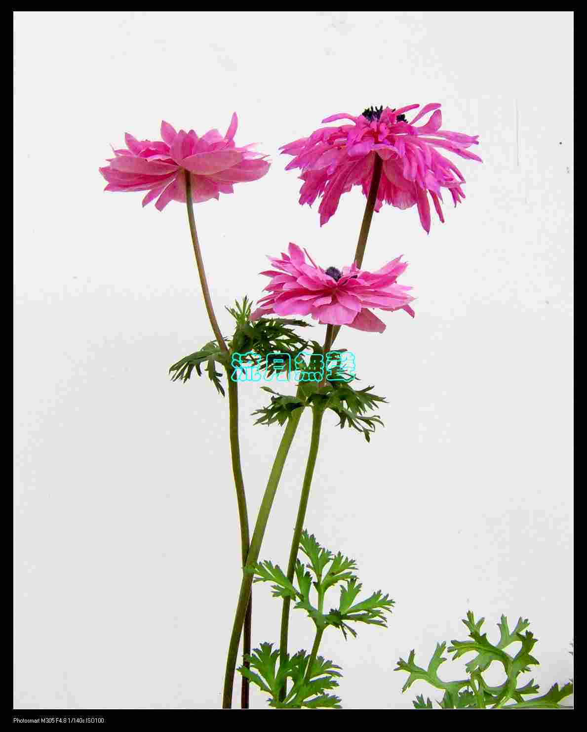 [ԭ��]�ҼҵĻ���----������