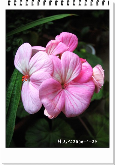 ���������ÿ���