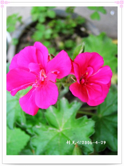 �����ÿ�