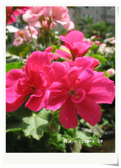 �����ÿ�