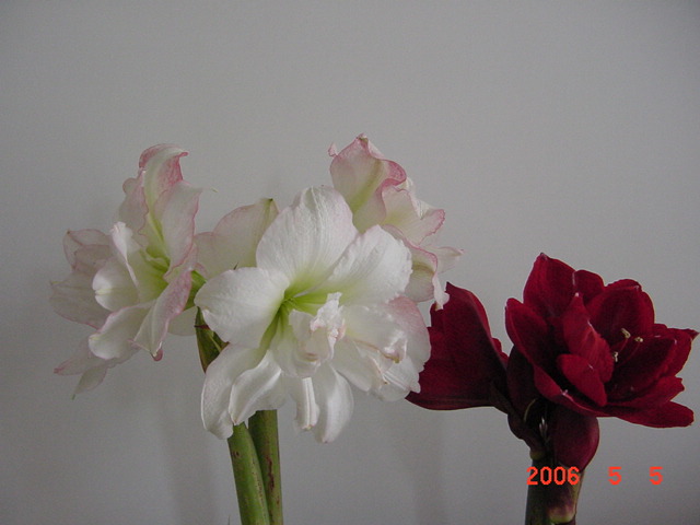 ����СԺ����P12 ���ٺ�����