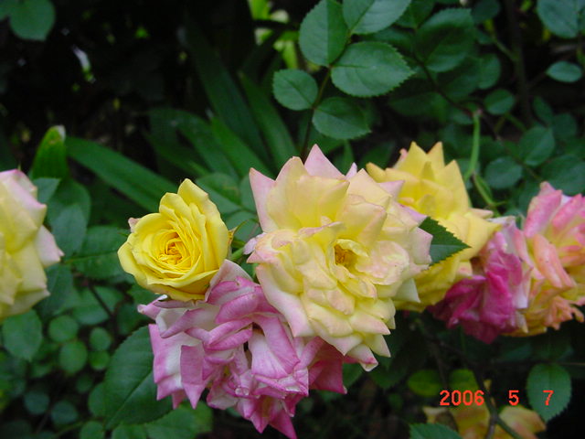 ����СԺ����P12 ���ٺ�����