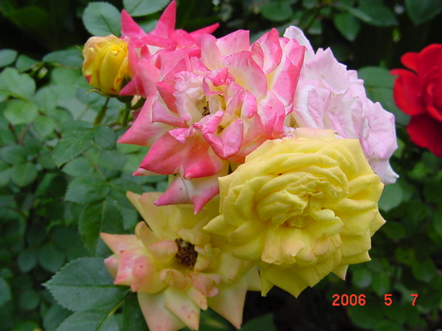 ����СԺ����P12 ���ٺ�����