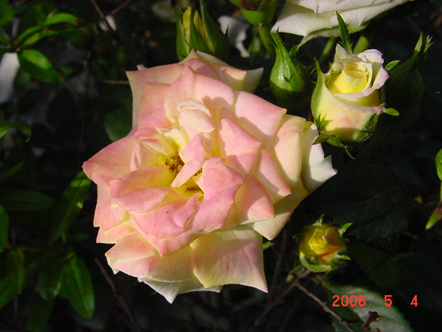 ����СԺ����P12 ���ٺ�����