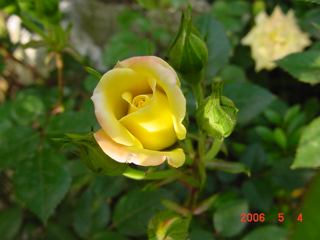 ����СԺ����P12 ���ٺ�����