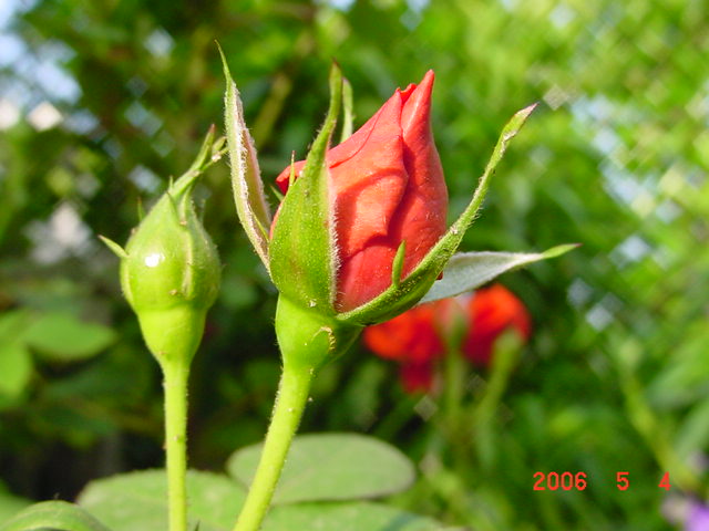 ����СԺ����P12 ���ٺ�����