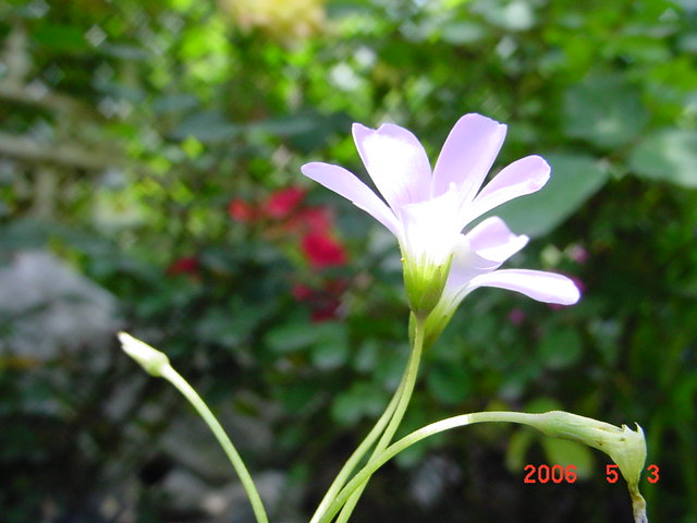 ����СԺ����P12 ���ٺ�����