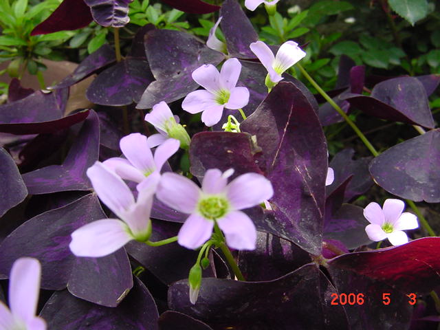 ����СԺ����P12 ���ٺ�����